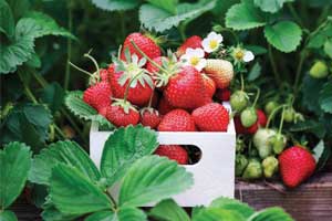 picked strawberries