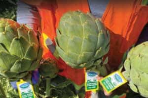 artichokes
