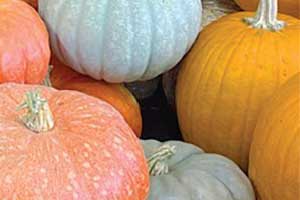 pumpkins