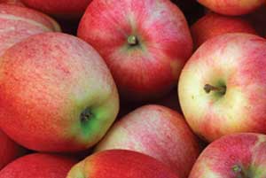 apples